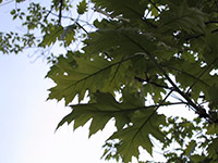 Spring leaves